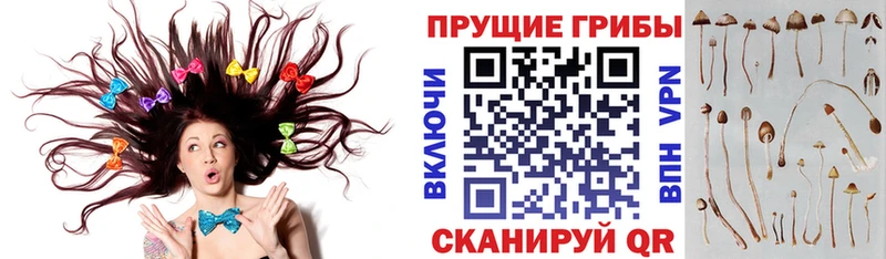 Галлюциногенные грибы Psilocybine cubensis  Щёкино 